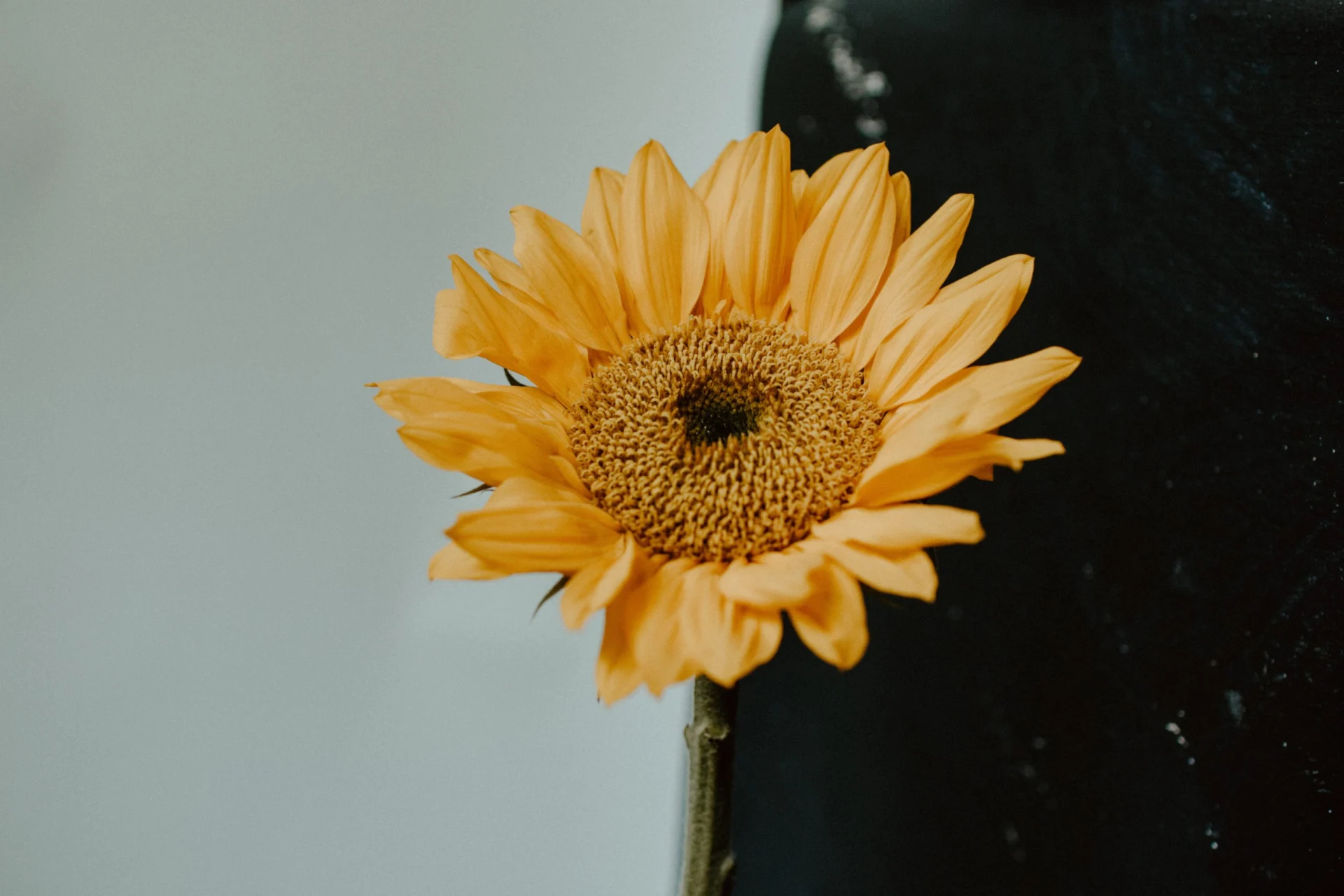 Kelly sikkema yxwoen5uovg unsplash
